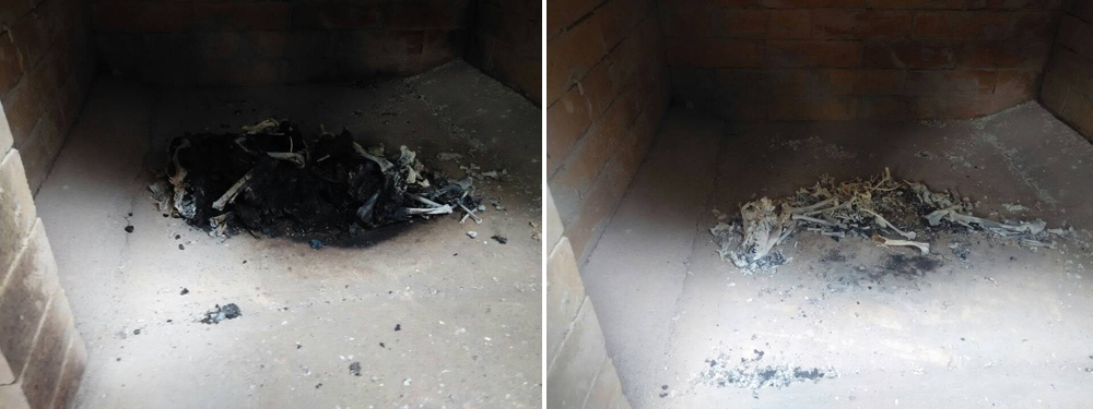 Incineration vs. Rendering: A Comparative Cost-Benefit Analysis for Farmers